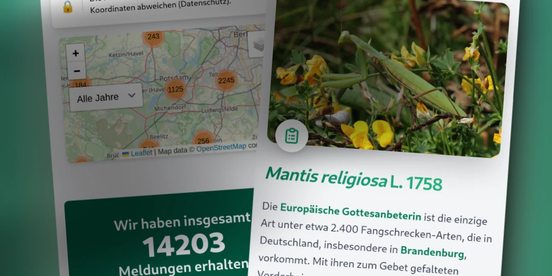 Gottesanbeterin gesucht